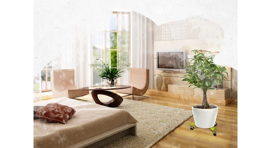 NÖVÉNYEK MOZGATÁSA