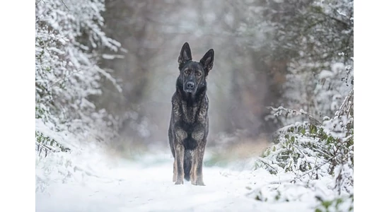 Téli Táplálékkiegészítés