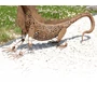 Kép 2/2 - NORTENE ANTIK IGUANA FIGURA